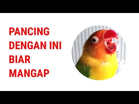 Terapi masteran suara burung lovebird ngekek mangap untuk pancingan lovebird jadi konslet