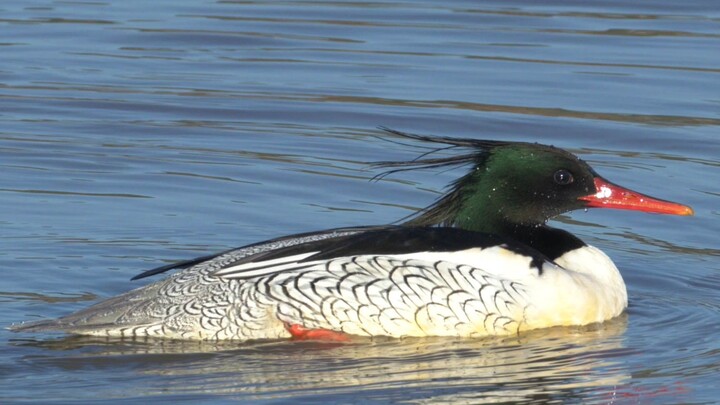 هل سبق لك أن رأيت بطًّا يرتدي سحابًا مباركًا؟