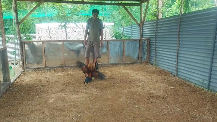 sweaterGilmore vs batesbalck henny