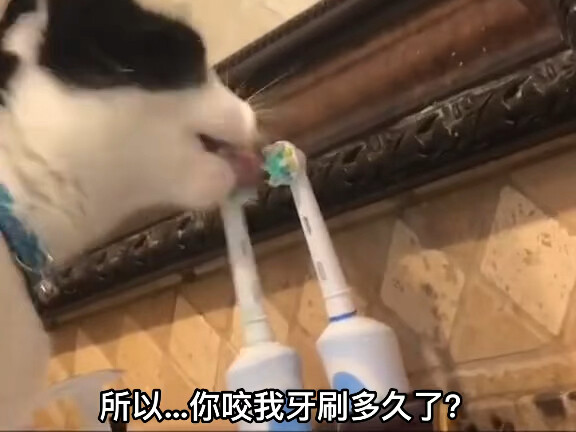 พันธมิตรเหยื่อแมววัวนม