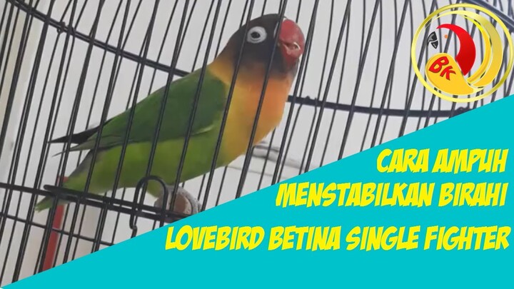 CARA AMPUH MENSTABILKAN BIRAHI LOVEBIRD BETINA SINGLE FIGHTER