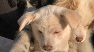 These three stray dogs returned to the village to celebrate the New Year, and they behaved very well