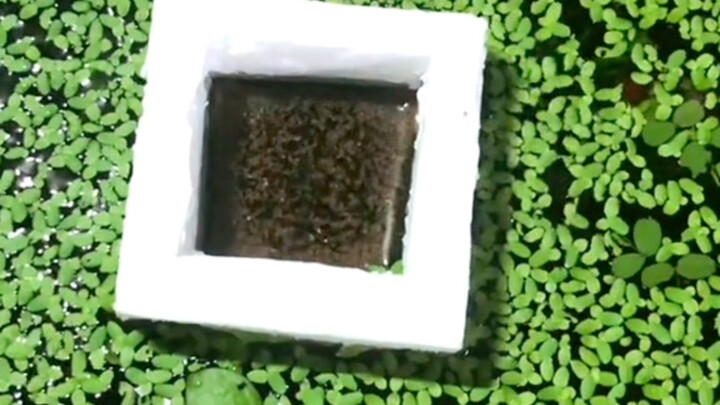 Teach you how to easily feed fish in a tank full of duckweeds