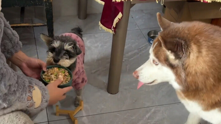 Celebrating Schnauzer's fourth birthday—just a tiny bit of cake, and it totally made the Husky jealo