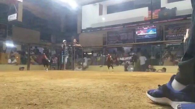Ravena gamefarm Albany