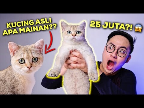 INI KUCING ASLI ATAU MAINAN?! CANGGIH BANGET! | BRITISH SHORTHAIR GOLDEN KITTEN UNBOXING & REVIEW