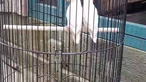 Albino MM