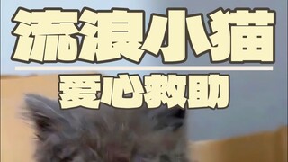 No more rescuing! I'll definitely not rescue next time!