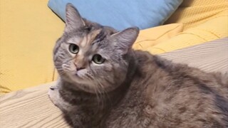 我们 i 猫啊，其实话很多的