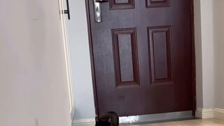 I heard that cats spend most of their lives waiting for their owners to come home.