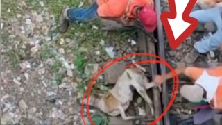หมาโดนรางรถไฟทับจะช่วยทันไหม?