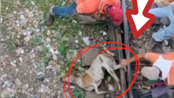 หมาโดนรางรถไฟทับจะช่วยทันไหม?