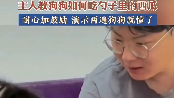 主人教狗子如何吃勺子上的西瓜 狗子:你也是个乖狗狗～