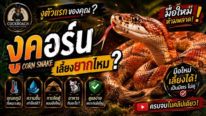 CORN SNAKE | งูคอร์น เลี้ยงยากไหม