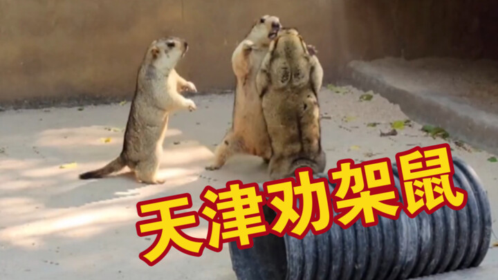 Tianjin Fight-Solving Rat