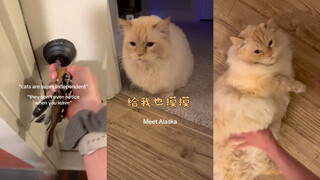 看起来好好rua呀🥺🥰