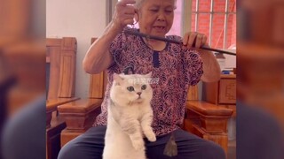 "The grandma-raised cat is as well-behaved as a grandson."