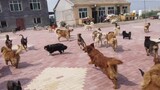 Saved 180 Dogs From Slaughterhouse To A New Yard. It's All Worth It