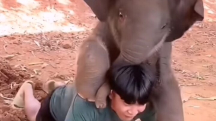 Kind Little Elephant: Want to work out? I’ll help you amp up the intensity.