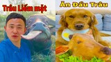 Thú Cưng TV | Đa Đa Thánh Chế #31 | Chó Golden Gâu Đần thông minh vui nhộn | Pets cute smart dog