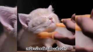 เหมียวน้อยสัตยว์เลี้ยงเพื่อนรัก