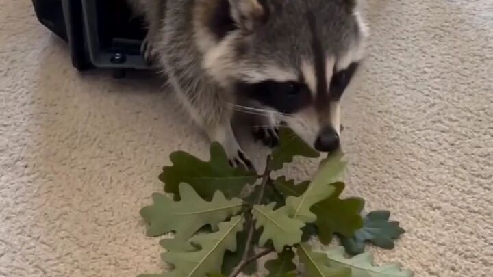 animal's video #animals #trendig
