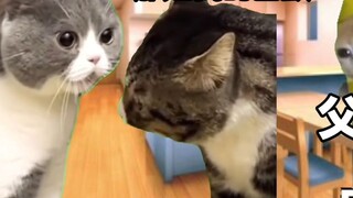【Mature/Cat meme】Parents who talk bad about others behind their backs