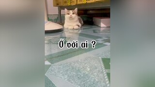 Vậy là mình được nui hết :)) justforfun cat mèo