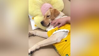 chó funny thucung pet chó_cưng