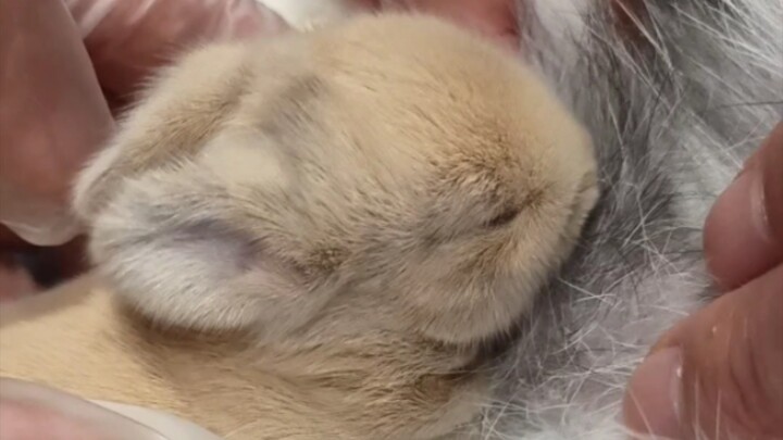 Newborn bunnies are just too cute! · 0–10 Days Edition