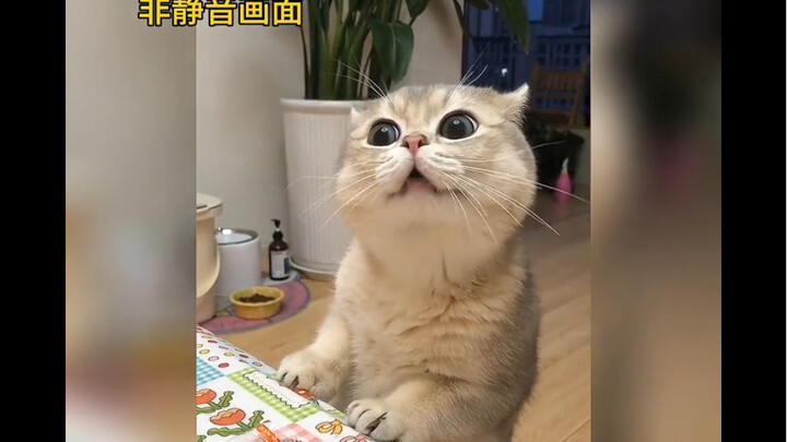 Kucing kecil mengumpat: Meski tidak mengerti, tapi sepertinya umpatannya sangat kasar