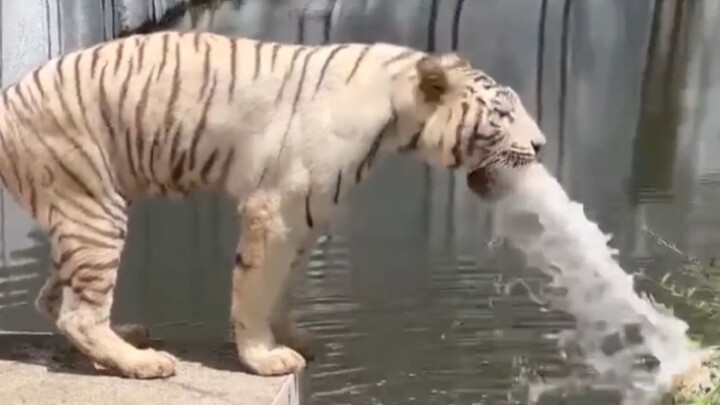 “Harimau yang dimaksud sangat menuntut agar video tersebut dihapus”