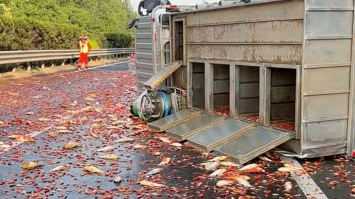 Một chiếc xe tải chở cá vàng bị lật với tốc độ cao, mặt đất phủ đầy cá sống đủ mọi kích cỡ. Những ch