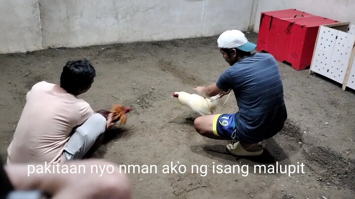 7days palang pumupotok na agad ang palo.. pang 6cocks elim sa sta maria ilocos sur