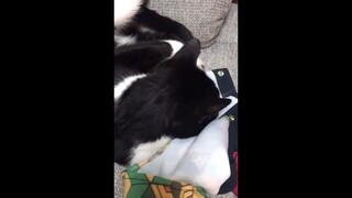 Chú mèo ngây ngất khi nhận được quà từ người hâm mộ (Cos of Thanh Gươm Diệt Quỷ)