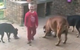 The little owner is feeding the dog.