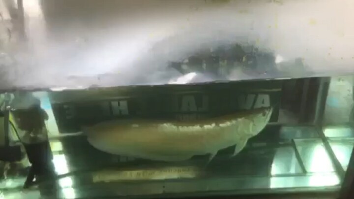 Arowana Fish