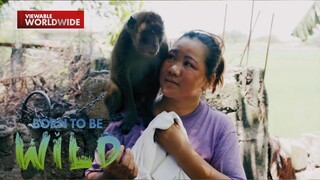 Alagang unggoy ng residente sa Arayat, Pampanga, naging agresibo?!  | Born to be Wild