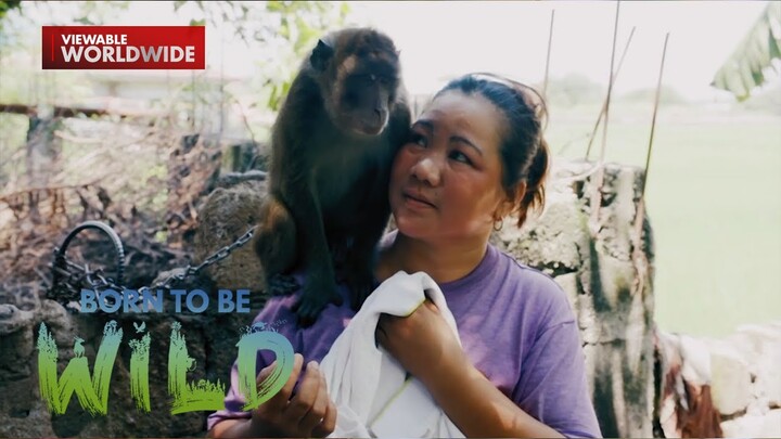 Alagang unggoy ng residente sa Arayat, Pampanga, naging agresibo?!  | Born to be Wild