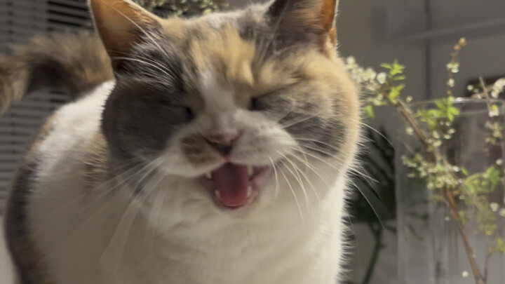 Is he reading a novel to me?