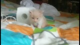 A cute persian kitten