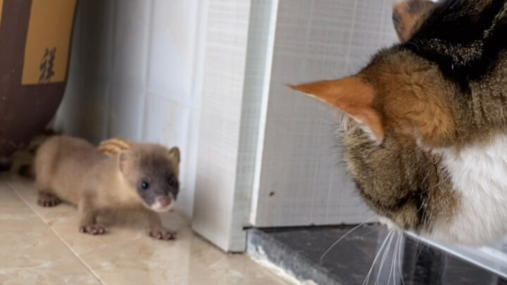 [Vlog] Siberian weasel steals cat's toy