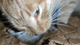 [Hewan]Kucing Memakan Tikus di Tengah Malam