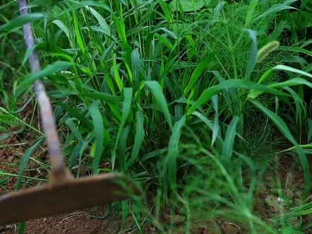 Hướng dẫn nhổ cỏ