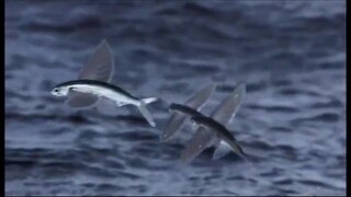 BBC Life - Flying Fish