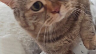 Wake up! Something terrible is happening! My stomach is growling!
