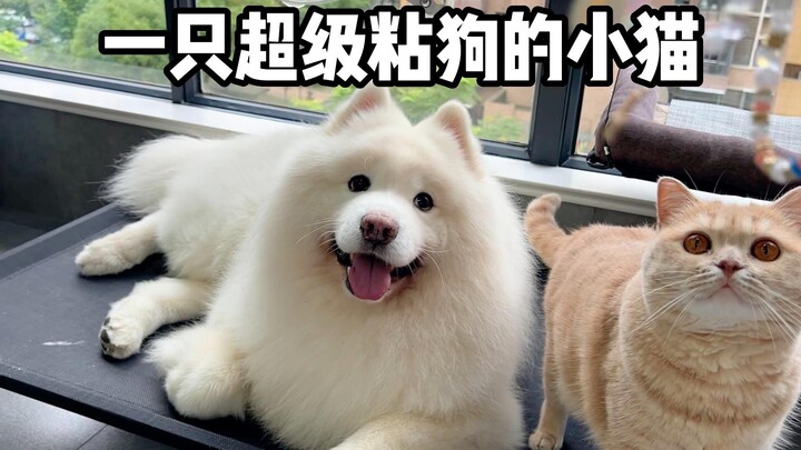 A super clingy kitten