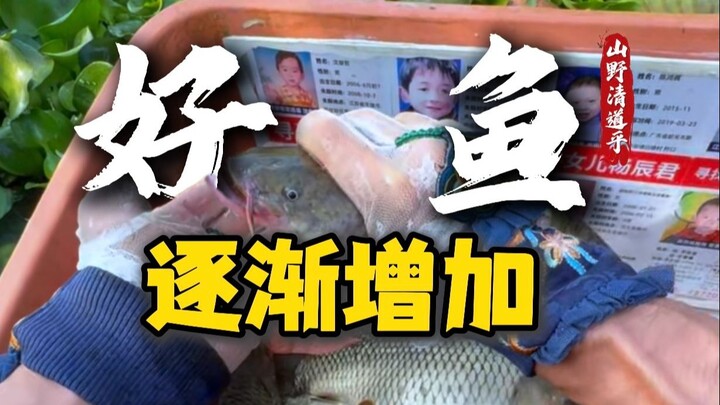 Why have scavengers disappeared? Have they gone into hiding?