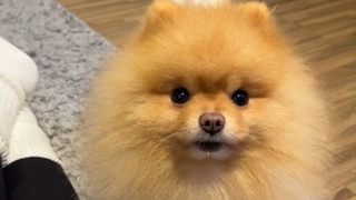 狗狗对着主人重复了三遍同样的话...快来个狗语翻译吧，可把宝宝给急死了！