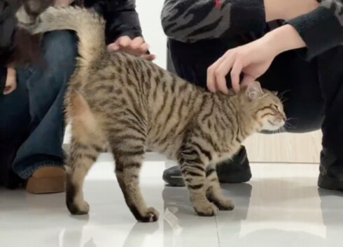Suddenly runs off while I’m petting it, no idea who it’s chatting with~